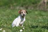 JACK RUSSEL 108